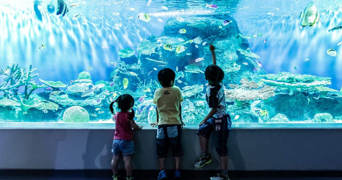ご当地キティ しながわ水族館 品川水族館 ピンク イルカ しながわ水族館